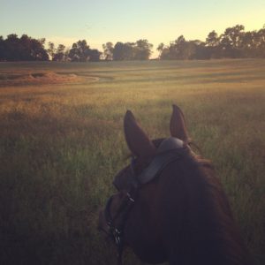 Bee trail riding at dusk