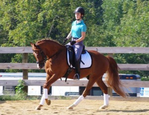 Dressage Pony